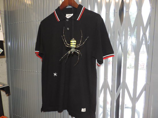 seventyfour spider.JPG